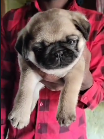 Order Female Pug  Puppy from Bangalore
